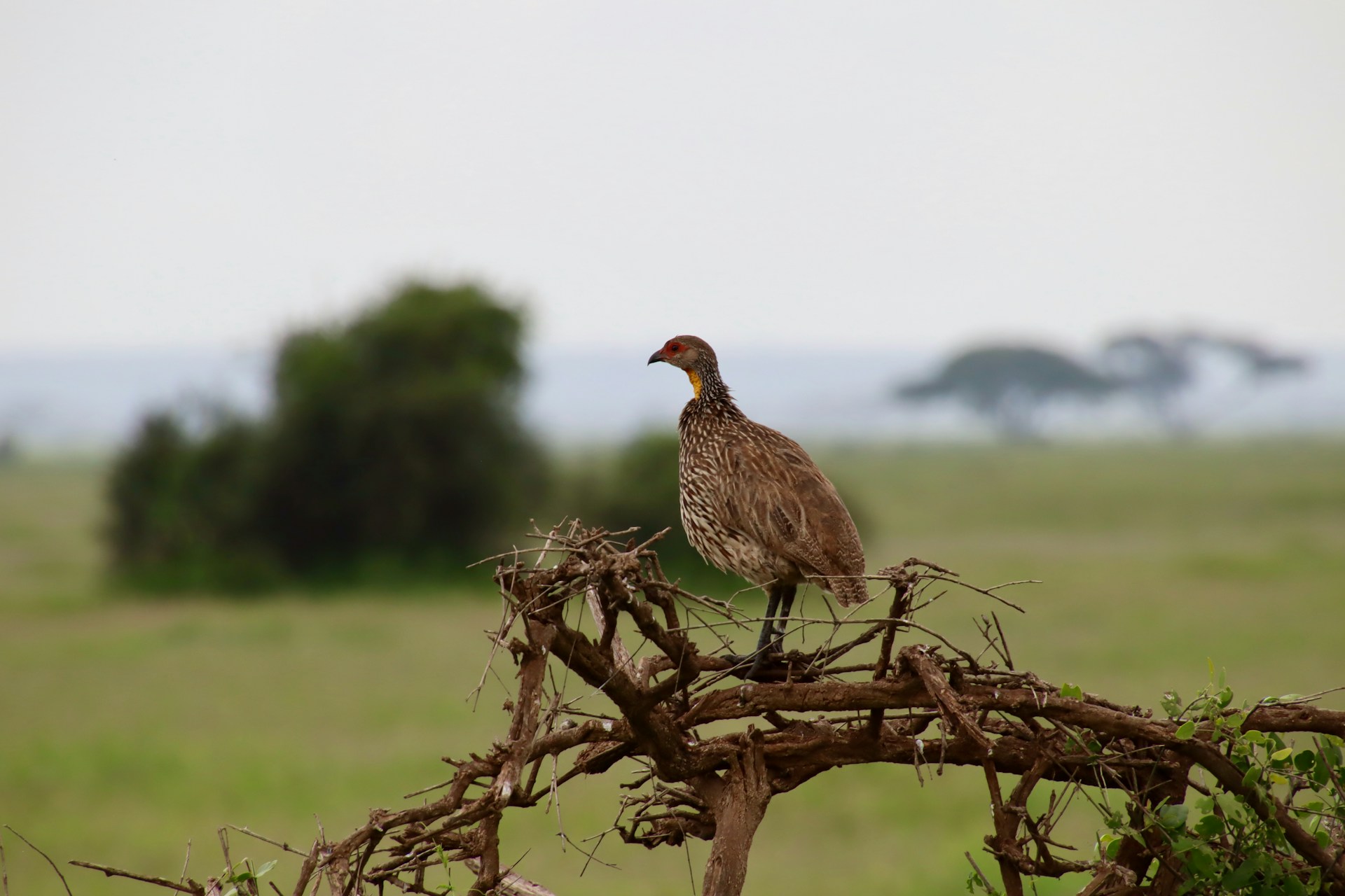 14Day Kenya Birding Tour Ultimate Birdwatching
