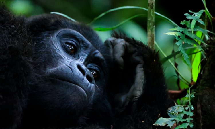 Uganda Wildlife Authority Increases Gorilla Permit Fees from $700 to $800