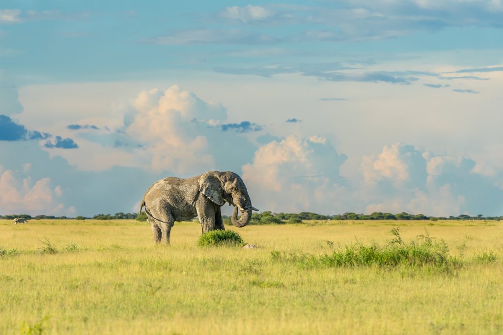 When is the Best Time to Visit Botswana