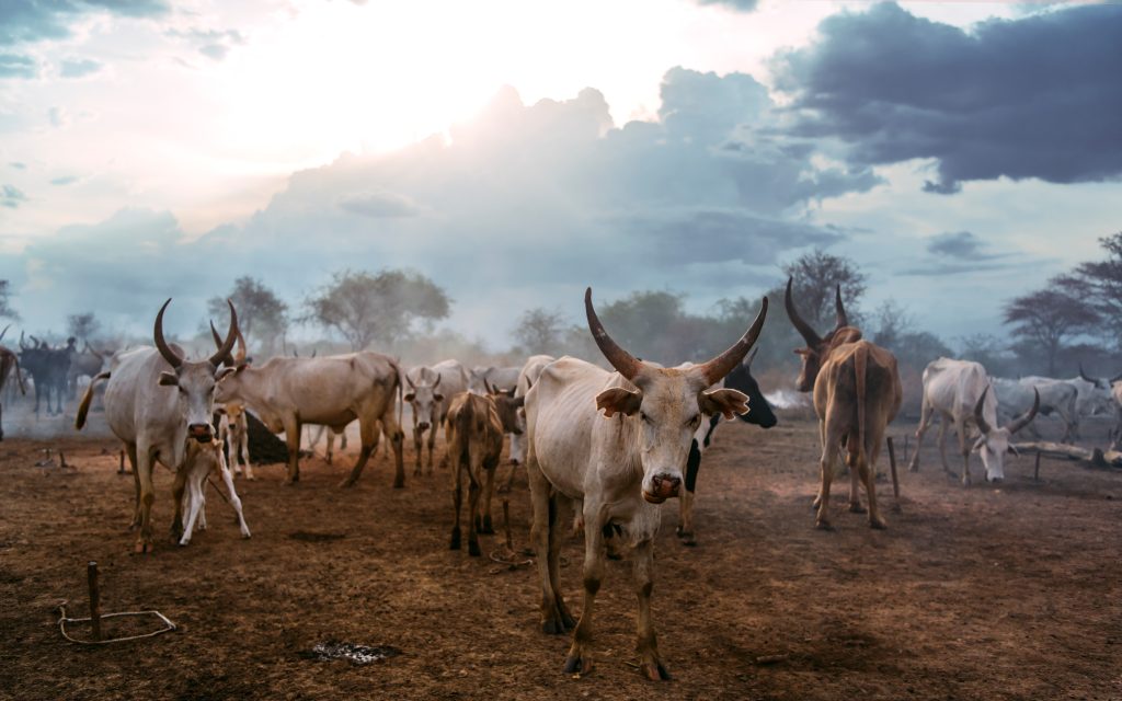 South Sudan Cows