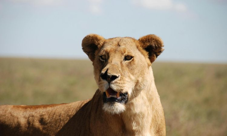 Experience Lion Trekking - An Unforgettable Adventure in Uganda