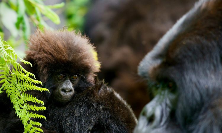 7 Days Rwanda Safari Highlights