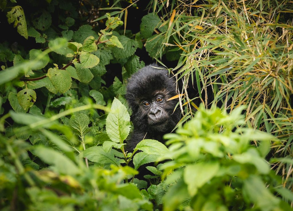 3-Day Bwindi Gorilla Trekking Tour from Kigali in Rwanda
