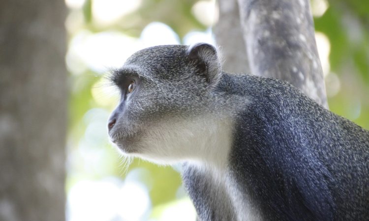 Tourist Attractions in Gishwati-Mukura National Park