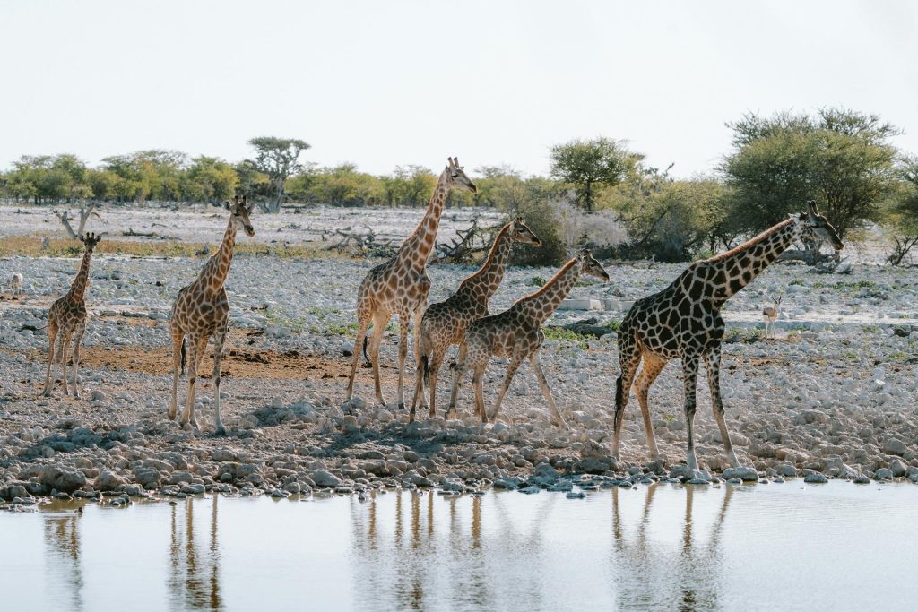 Best time to visit Namibia