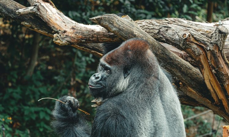 Gabon Tours | Western Gorilla Trekking & Adventure Trips