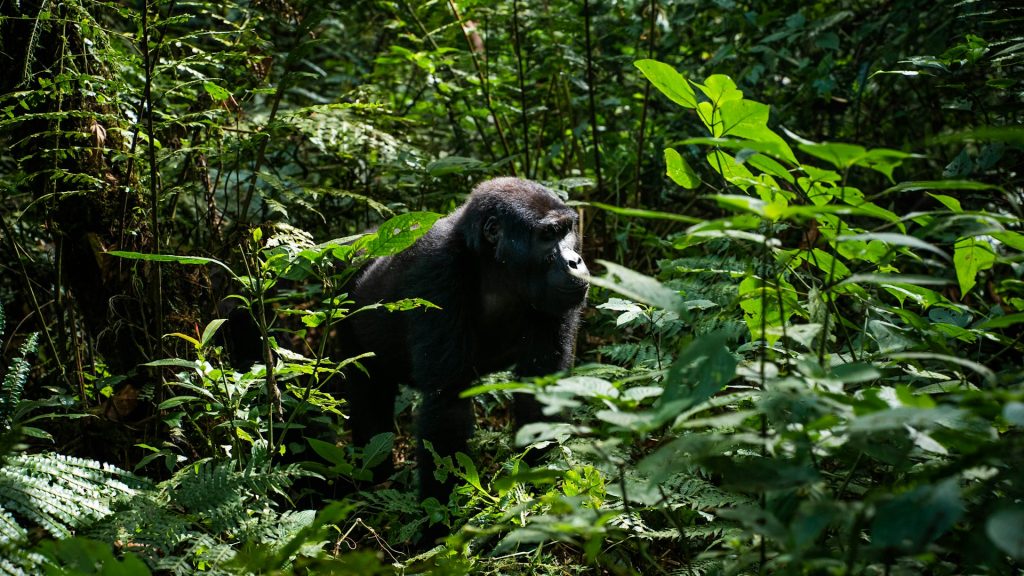 Comparing Rwanda vs Uganda gorilla safari experiences