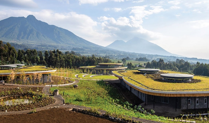 Gorilla Conservation & Sustainable Tourism