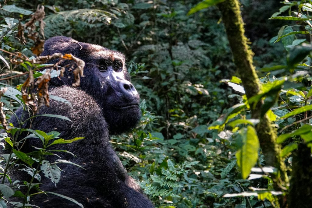 Mountain Gorilla Trekking in Uganda