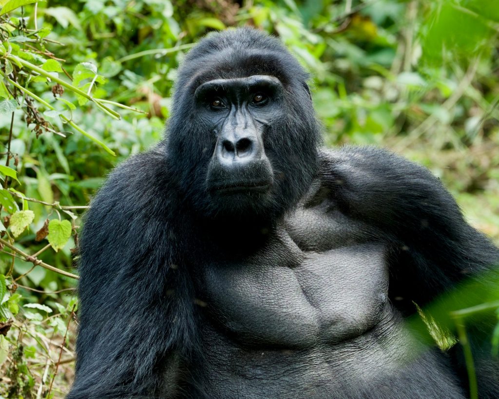 Where Can I See Gorillas in Uganda & Rwanda