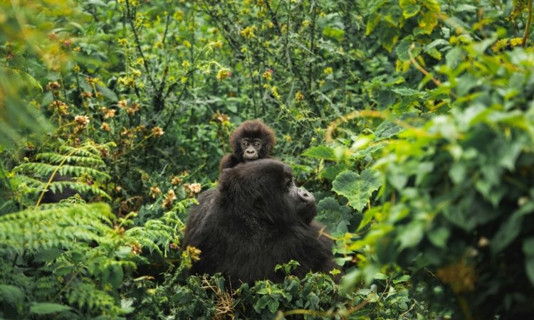 Budget Gorilla Trekking in Uganda & Rwanda