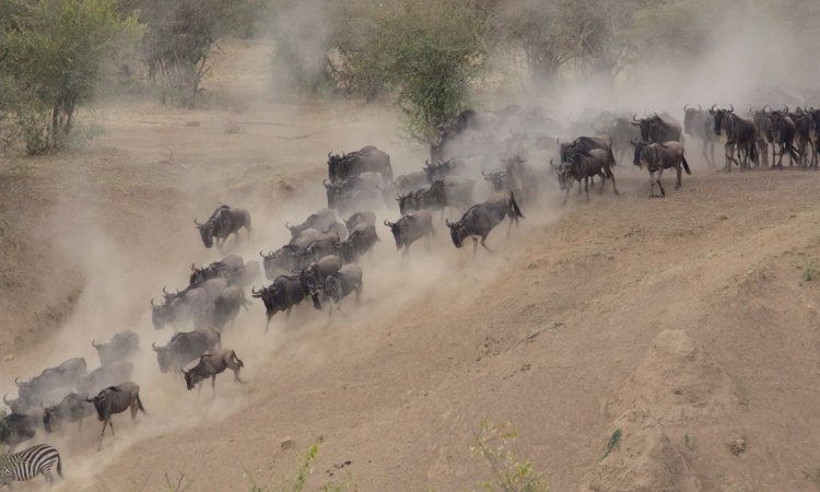 East Africa Safari Tours & Holidays