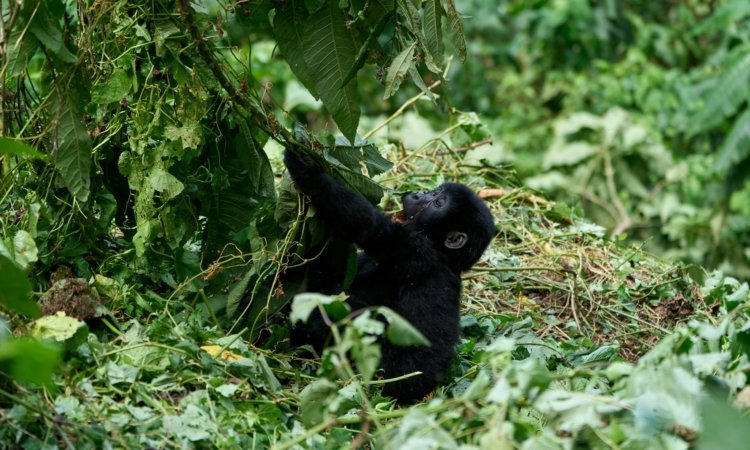 Gorilla Trekking in Bwindi Impenetrable National Park