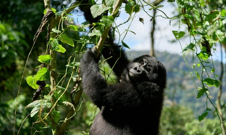 Gorilla Trekking in Volcanoes National Park, Rwanda