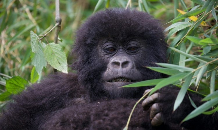 Luxury Gorilla Trekking Tours in Africa