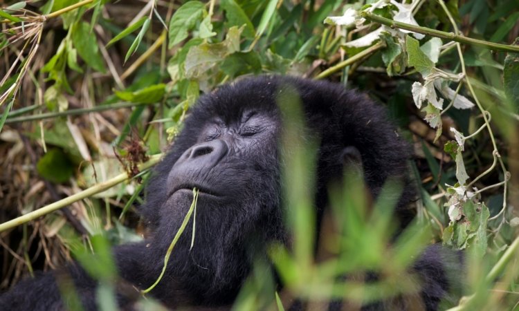Mgahinga Gorilla Trekking Tours