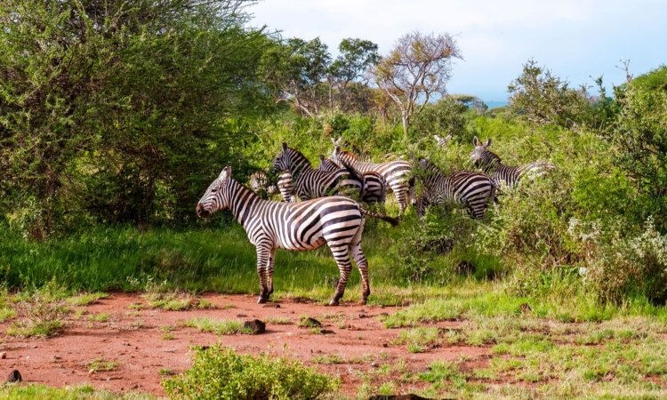 Rwanda Safaris, Tours & Holiday Trips