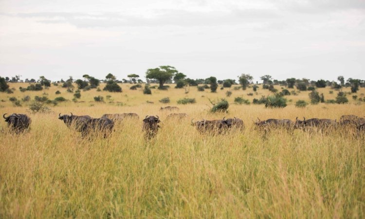 Uganda Safari Tours & Holidays
