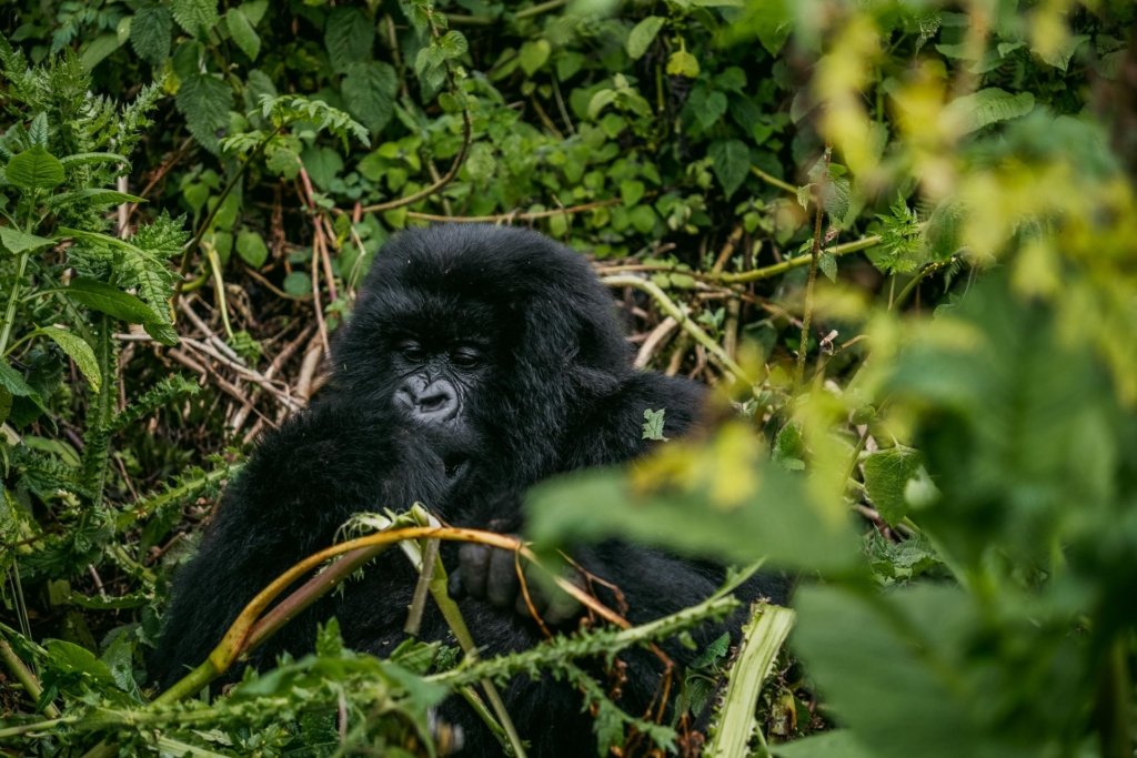 Accommodation Near Gorilla Trekking Parks
