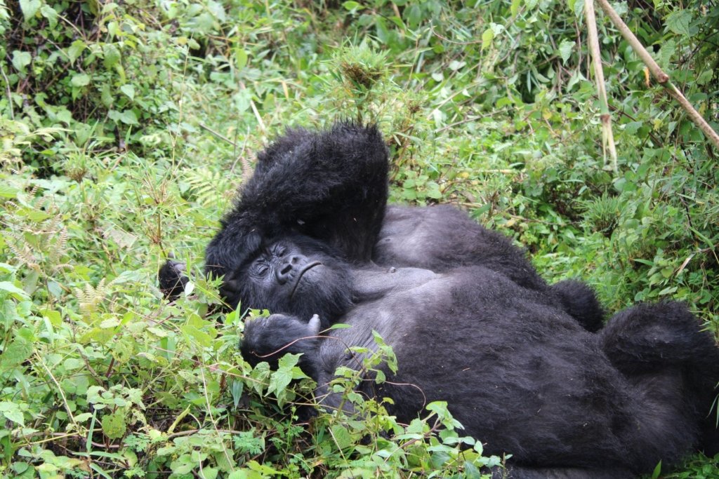 Choosing Between Uganda and Rwanda for Your African Gorilla Tour