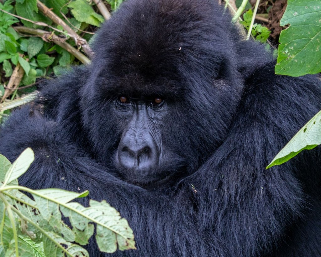 Conservation Behind Every African Gorilla Tour