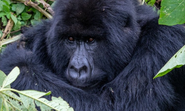 Rwanda Gorilla Trekking Safari Tours: Complete Guide