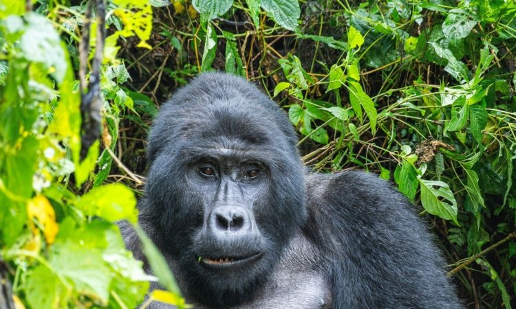 Top 100 Places to Visit in Uganda