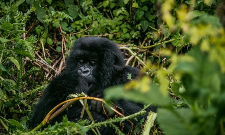 Uganda Gorilla Trekking Safari Tours