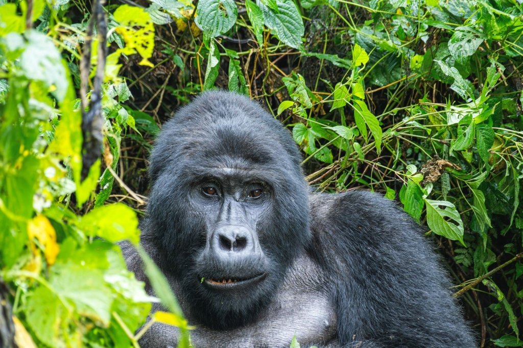 Where to See Mountain Gorillas in Africa
